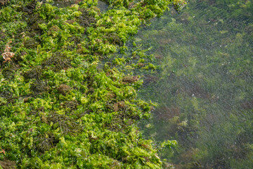 Green seaweed on the seashore. Marine and environmental pollution.