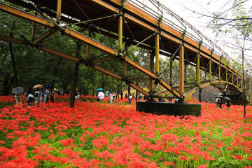Autumn Bloom: Natural Mix of Red Lycoris Varieties
