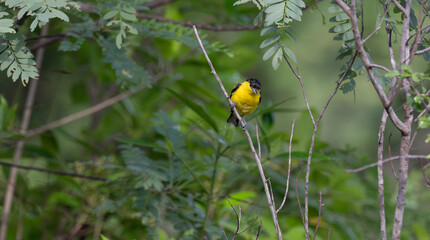 A vibrant yellow and black Common iora perched gracefully on a slender branch against a soft green background. The bird showcasing its bright and delicate details.