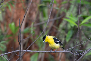 A vibrant yellow and black Common iora perched gracefully on a slender branch against a soft green background. The bird showcasing its bright and delicate details.