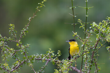 A vibrant yellow and black Common iora perched gracefully on a slender branch against a soft green background. The bird showcasing its bright and delicate details.