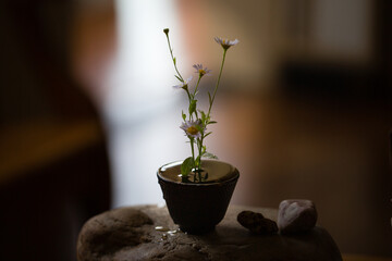 Flower arrangement, blue daisies in backlight