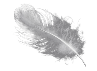 white feather isolated on white background.