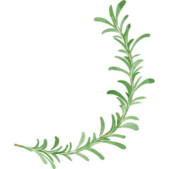 水彩風に描いたローズマリーのイラスト