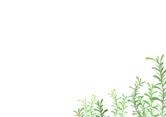 水彩風に描いたローズマリーのイラスト