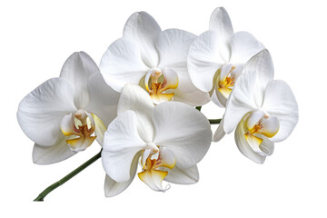 white orchid flowers isolated on white background