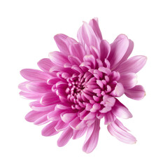pink chrysanthemum flower on white background