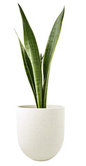 snake plant in white pot isolated on white background.