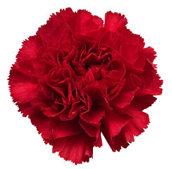 red carnation flower isolated on white background.