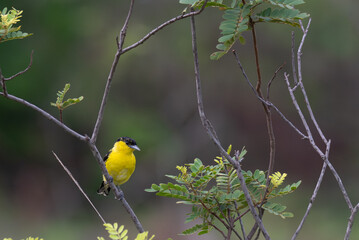A vibrant yellow and black Common iora perched gracefully on a slender branch against a soft green background. The bird showcasing its bright and delicate details.