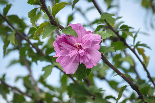 Blooming Hibiscus syriacus tree pink flowers and leaves. rose mallow. blurry background. gul hatmi.