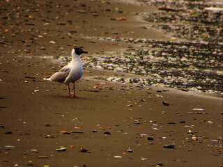 Lonely seagull on a quiet beach, surrounded by shells and soft ocean waves