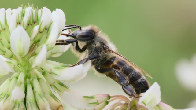 A bee is busily collecting nectar from blooming white clover flowers under sunlight. The scene showcases nature's beauty and the importance of pollinators in ecosystems.
