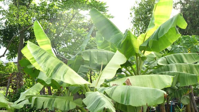 Vibrant Green Banana Leaves in a Lush Tropical Garden Setting Reflecting Natural Beauty and Freshness Under Bright Sunshine