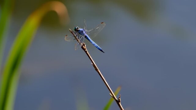 Close-up of a vibrant blue dragonfly perched on a twig, with out-of-focus greenery and water in the background