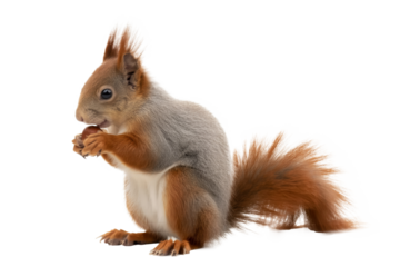 squirrel eating nut, isolated on transparent background.