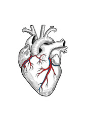 Anatomical illustration of a human heart with visible arteries and veins showing the circulatory system in detail.