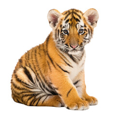 Obraz premium Tiger cub png tiger cub png baby png cat png wildlife png predator png animal png transparent