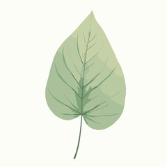 Single green leaf with delicate veins isolated on a white background for nature designs