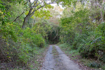 山登りする小さな道