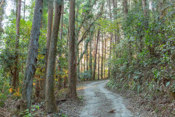 山登りする小さな道