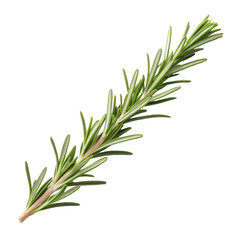 Obraz premium Twig of rosemary png twig png rosemary png herb png plant png seasoning png cooking png transparent