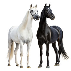 Obraz premium Two black and white arabian horse on png two png black png white png arabian horse png animal png transparent