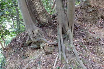 森の木の根
