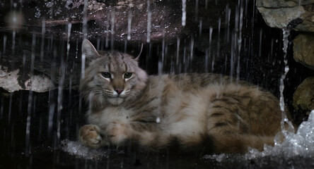 Rain pounds the earth outside as the Iberian Lynx curls inside its rocky den. Water trickles down stone walls behind the Iberian Lynx