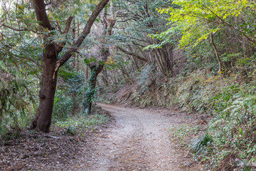 山登りする小さな道