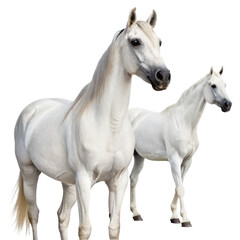 Obraz premium Two white arabian horse front and back view png two png white png arabian horse png front png back png view png animal png transparent background image