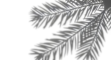 Shadows of palm leaves on white background