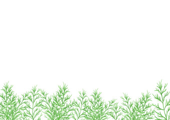 Fototapeta premium 水彩風に描いたディルのイラスト