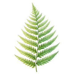 Watercolor drawing of a single fresh fern leaf png watercolor png drawing png single png fern png leaf png botanical png transparent background