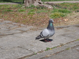 鳩