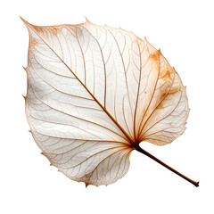 Translucent dried leaf shows intricate veins against black background.