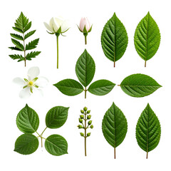 Various green leaves and white flowers on black background.