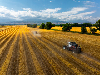 Two combine harvesters diligently work in a sunny agricultural field, showcasing industrious...