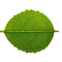 Intricate green leaf veins backlit on a black background.