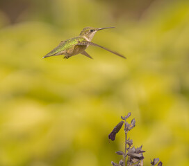 Ruby Throated Hummingbird