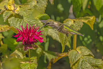 Ruby Throated Hummingbird