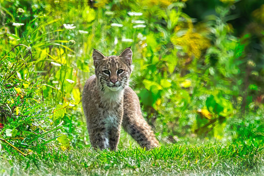 Bobcat Kitten
