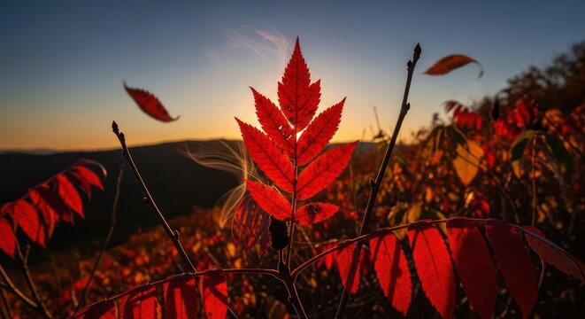 Autumnal Sumac Leaves at Sunset - A Vibrant Display of Fall Colors.