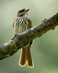 Streaked Flycatcher (Myiodynastes maculatus) illuminated by soft backlight in humid Andean forest