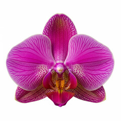 Close up of a vibrant magenta phalaenopsis orchid bloom with intricate petal details and a yellow center isolated on white background