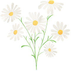 水彩風に描いたカモミールのイラスト