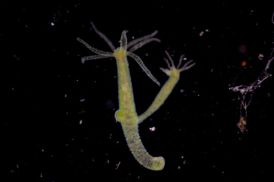 Hydra is a genus of small, fresh-water animals of the phylum Cnidaria and class Hydrozoa under the microscope for education.