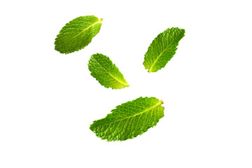 PNG image of Isolated fresh mint leaves scattered on a black background in a simple and clean composition