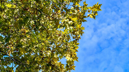 Sunlit Fall Leaves Against Bright Blue Sky Background. Sunlit maple leaves with early fall color against a bright blue sky in Stadtpark, Vienna. Vibrant seasonal background with copy space.