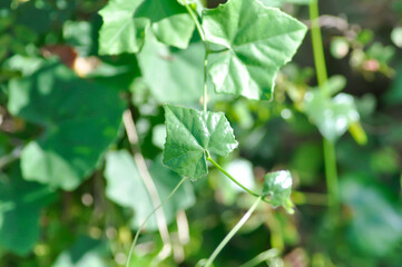 Ivy gourd , Coccinia grandis or CUCURBITACEAE